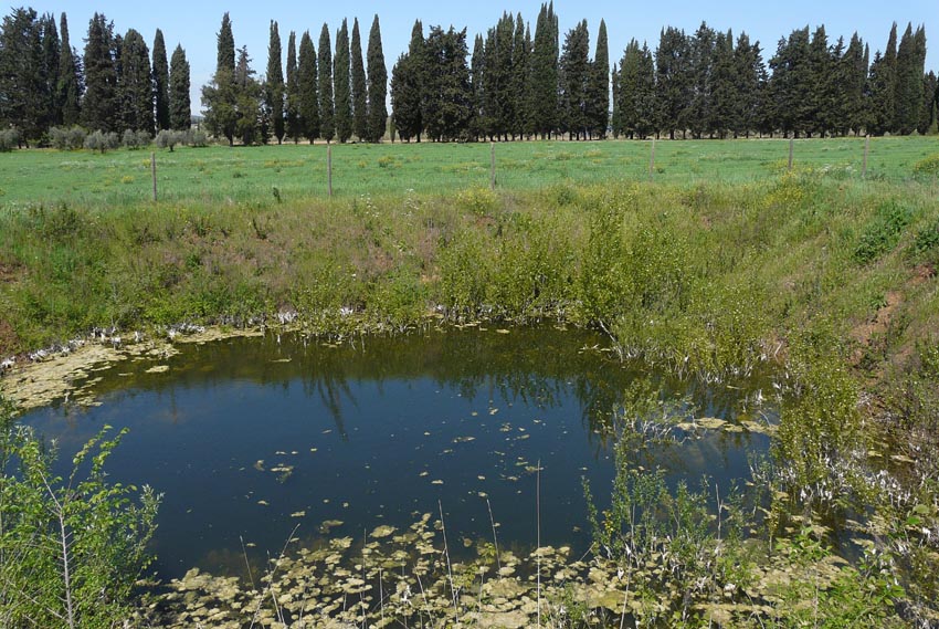 In un podere vicino Massa Marittima (GR)